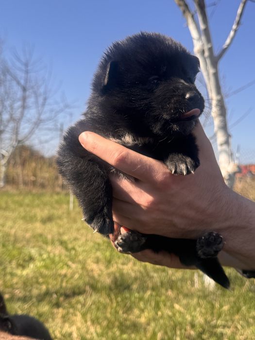 Цуценята метиси вівчарки, 4 хлопчики
