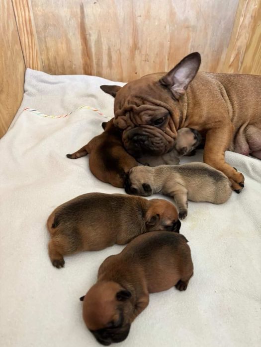 Цуценята французького бульдога