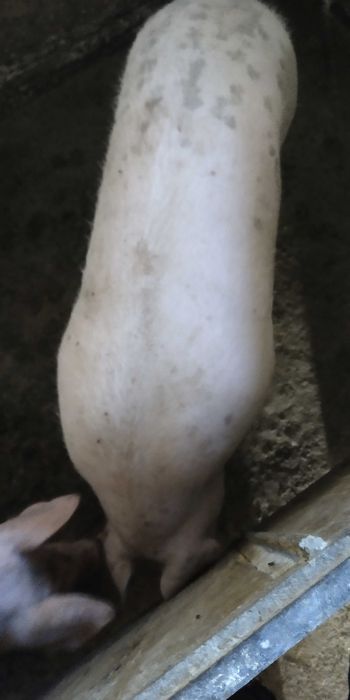 Продам порося на забій.