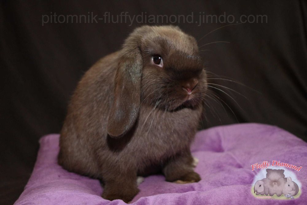 Шоколадні кролики з "Fluffy Diamond". Висловухий кролик з розплідника