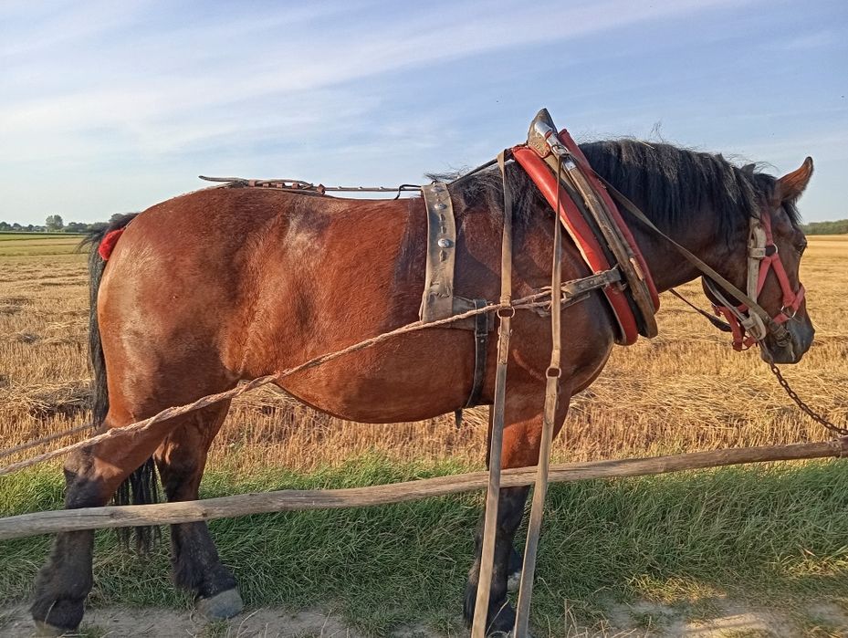 Klacz zimnokrwista spokoj 100% wyjeżdżona