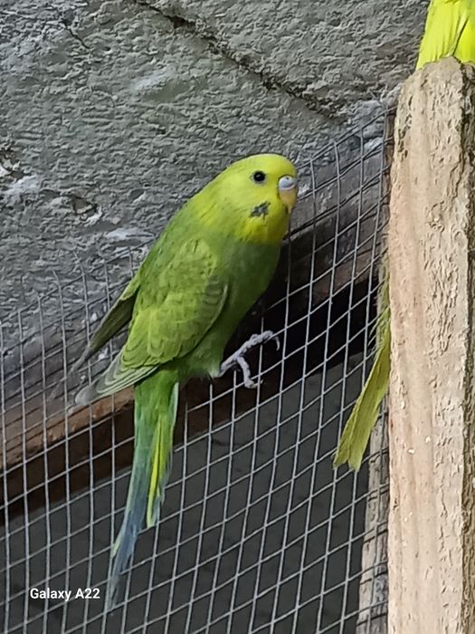 Papuga falista samce ,samice