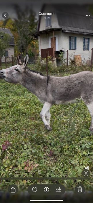 Ослик (вона) тоська 1.5років