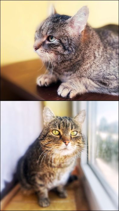 7 kg miłości szuka dobrego domu :)