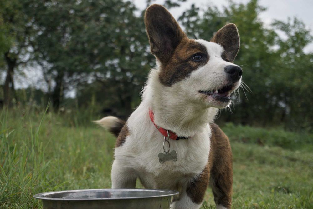 Welsh Corgi Cardigan ZKwP Wyjątkowa dziewczynka