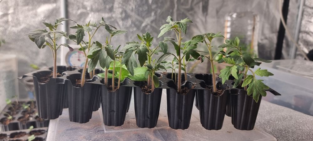 Tomate Giant Pink ( 12 uni.)