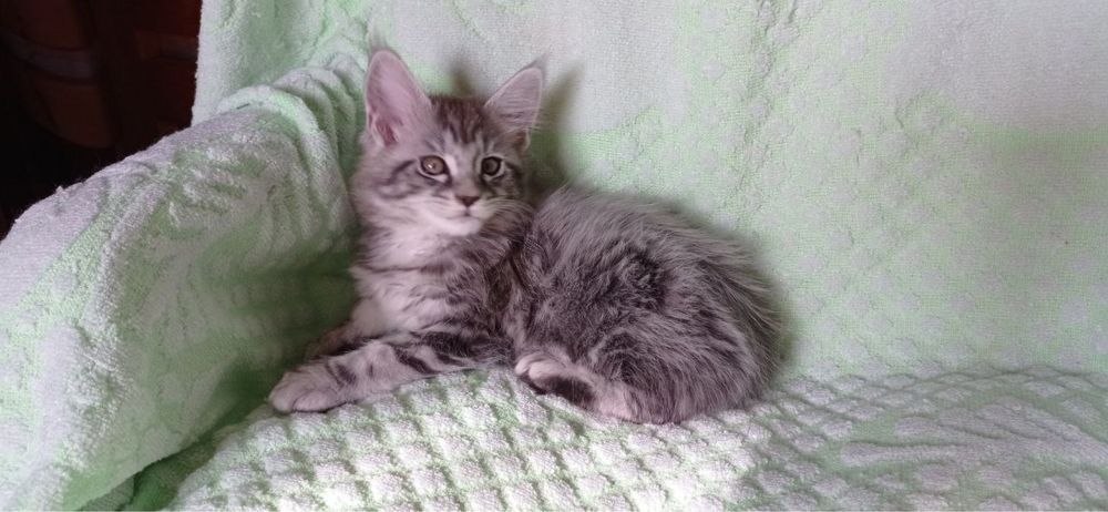 Чистокровные котята породы Мейн-Кун
