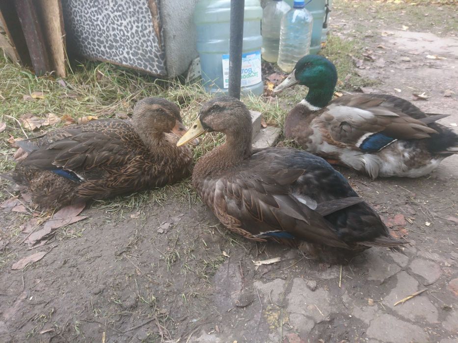 молоді качури Руанці