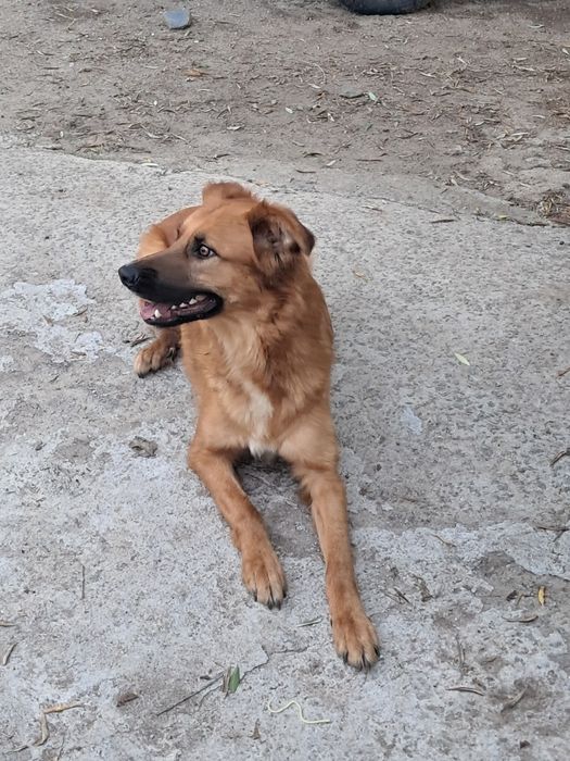 Simão para adoção responsável