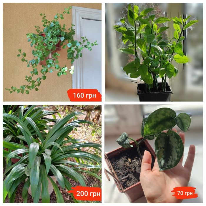 Кімнатні квіти, Лілія, Сциндапсус pictus, Педілантус, комнатные цветы