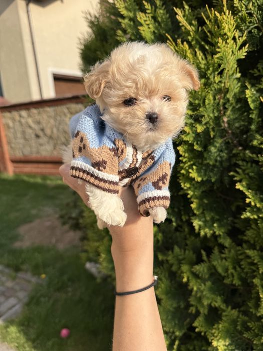 Цуцятка мальтипу ф1