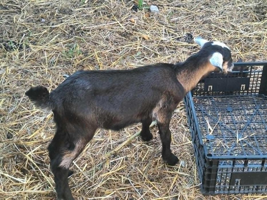 Dwie młode kózki z siódmego czerwca, naturalnie bezrożna