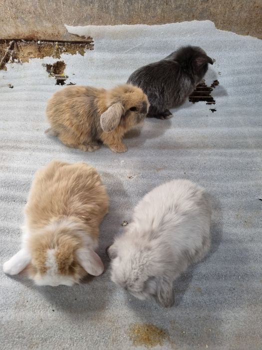Kit coelhos anoes mini lop, mini holandes e toys na minha criacao