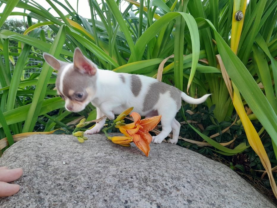 Chihuahua piesek