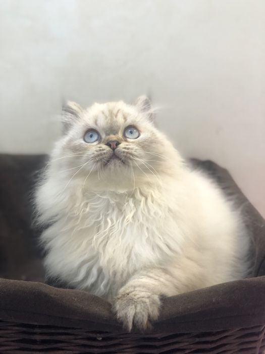 Пушистая красотка