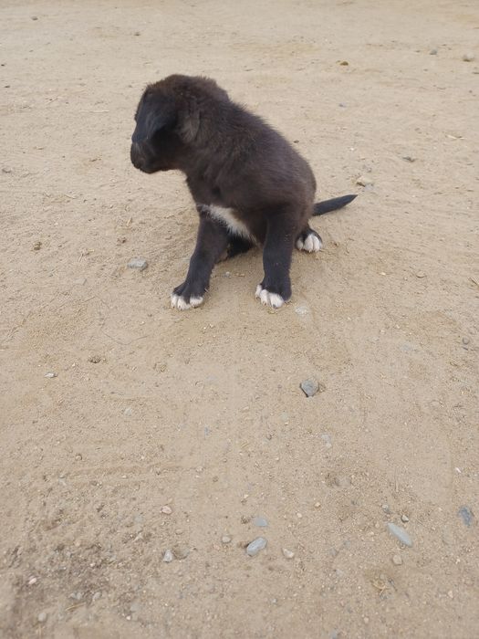 Doação de cães labradores pretos