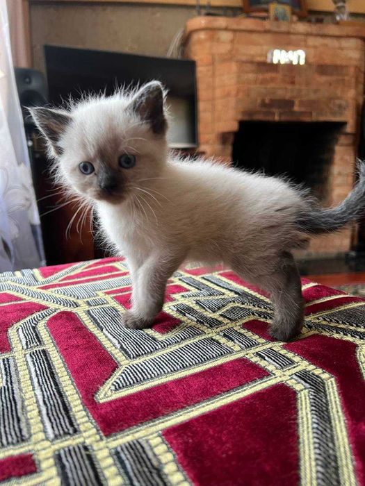Отдам котят БЕЗПЛАТНО !