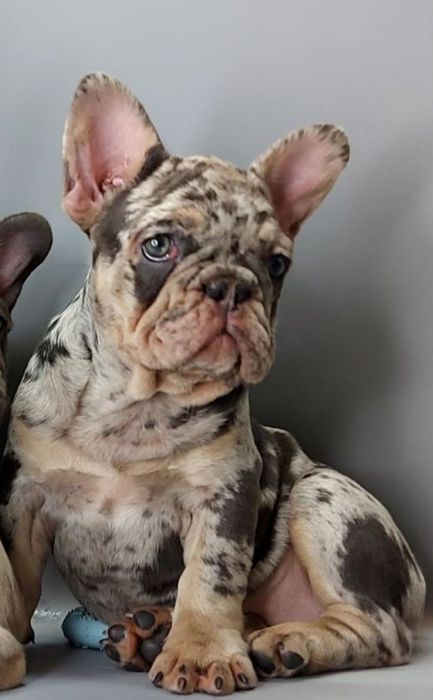 Дівчинка шукає батьків, французький бульдог