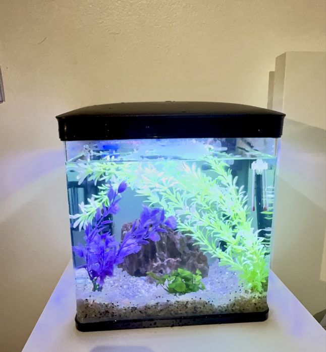 Vendo aquário completo 15 litros, com Rocha, bomba, aquecedor, termostato, iluminação, decoração de plantas artificial.