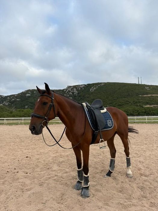 Cavalo Castanho Castrado