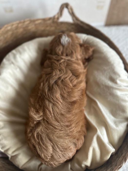 Piękny chłopak Cavapoo