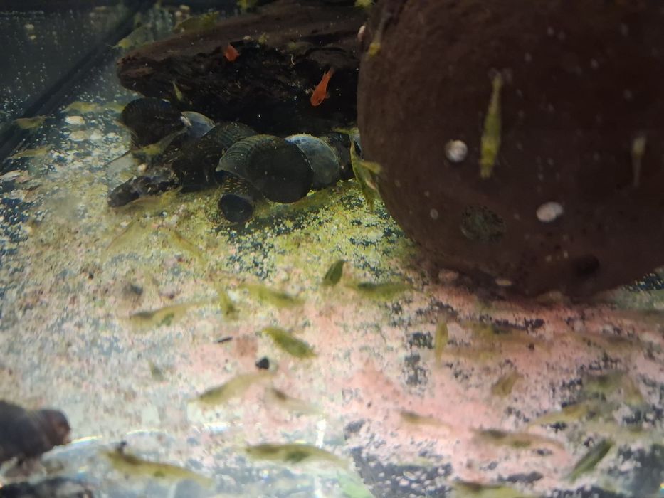Krewetk neocardiny  mix zielone ,żółte, naturalne