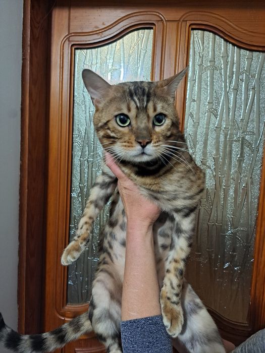 Бенгальський котик