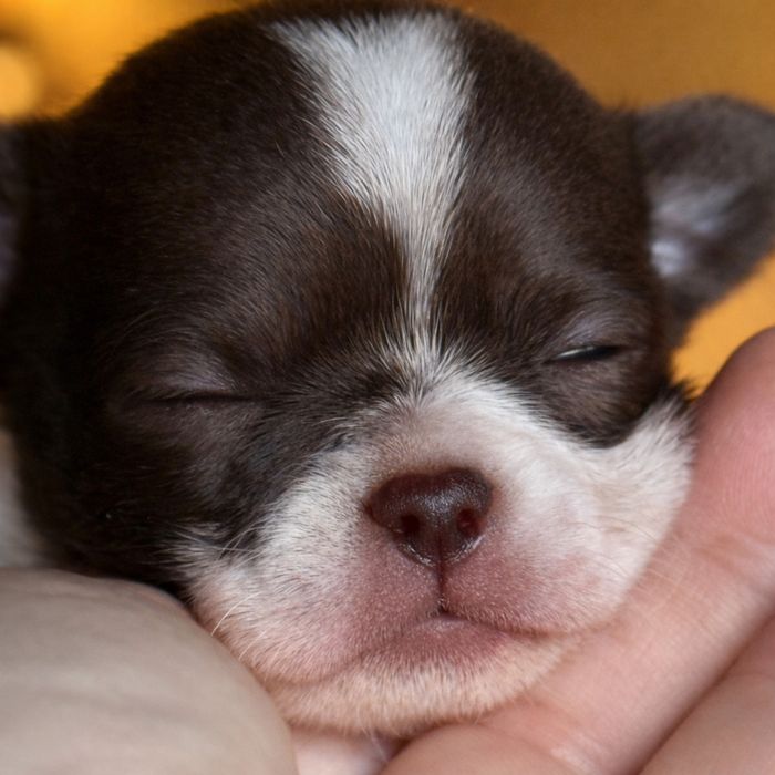 Chihuahua krótkowłosy – wyjątkowy chłopczyk biało-czekoladowy