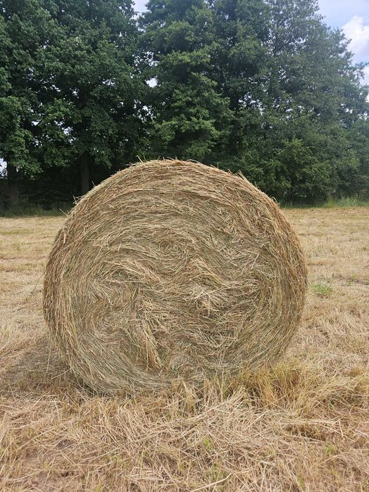 Siano w belach 120x130