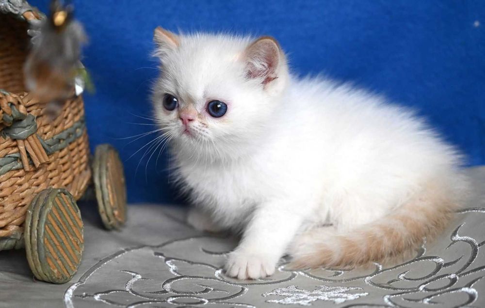 Екзотичний хлопчик Біллі