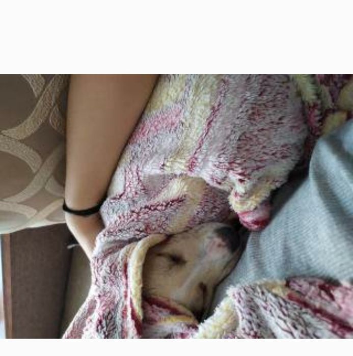 Собачка в добрі руки