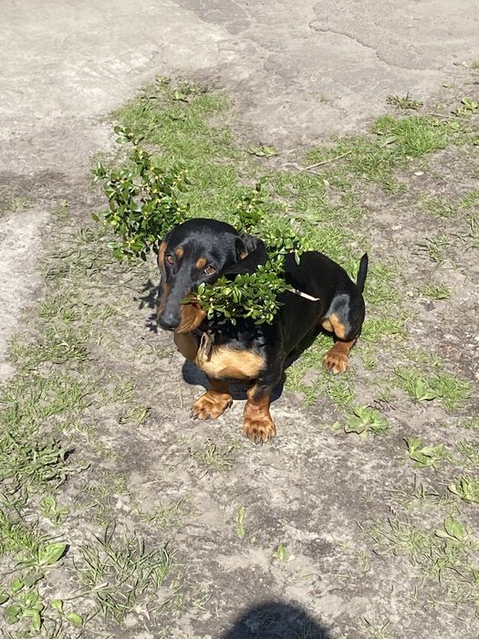 Вязка такси. Кобель 3,5 роки шука наречену