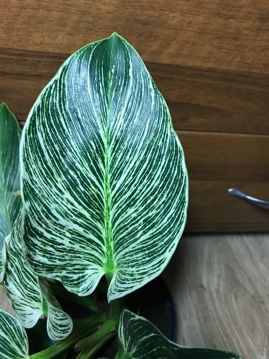 Філодендрон Біркін