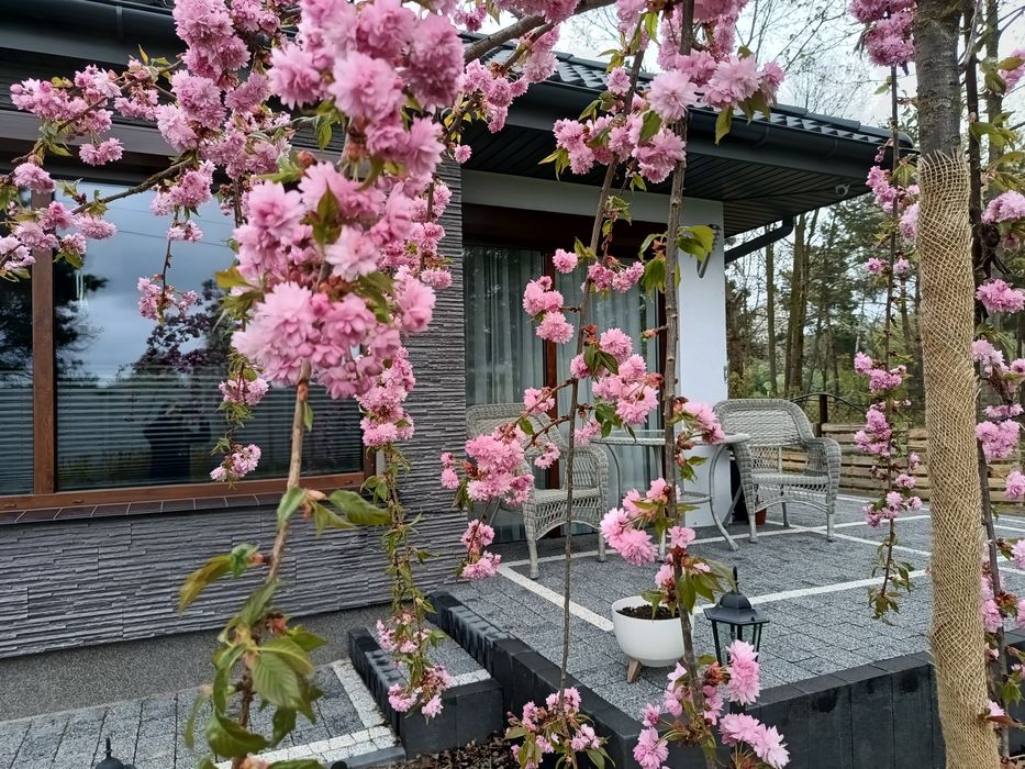 Dom na sprzedaż w zielonej okolicy