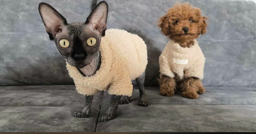 Пуделя, мальтипу-самые модные собаки