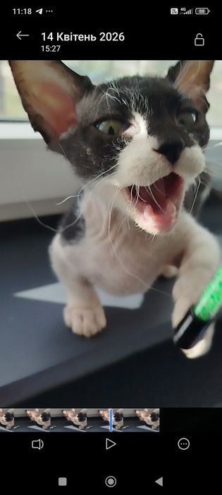 Сфінкс кошенята Бамбіно коротколапі