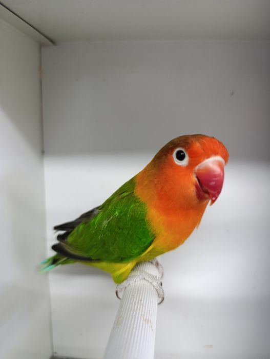 Agapórnis fischeris verde Euwing macho