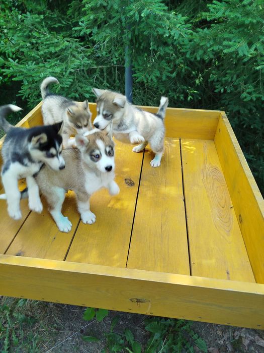Siberian Husky piesek  tel.575302039