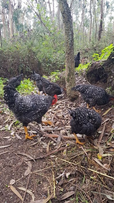 Galos galinhas pedrês portuguesa