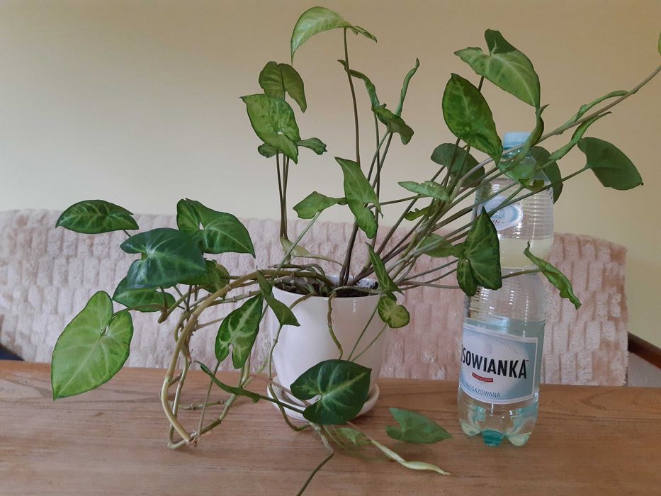 Zroślicha stopowcowa