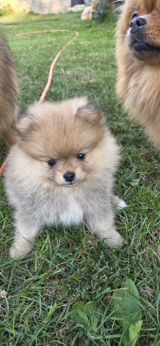 Шпіцульки шукають най най маму