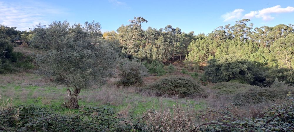 espectacular LOUSA LOURES 1.6 hectares a 15 min da capital Lisboa