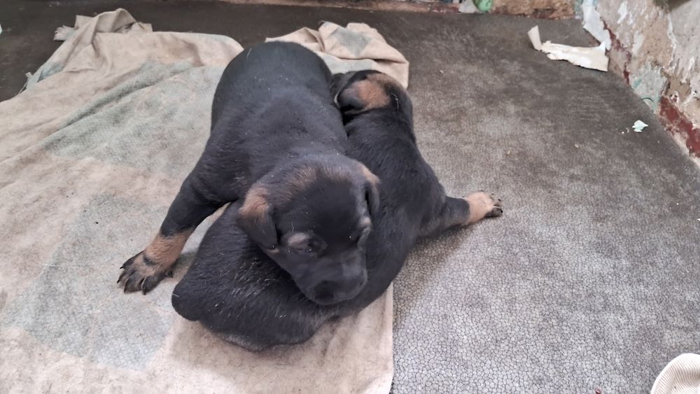 Щенки Гончей собаки