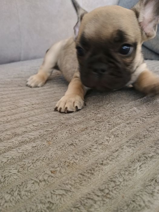 Buldog francuski