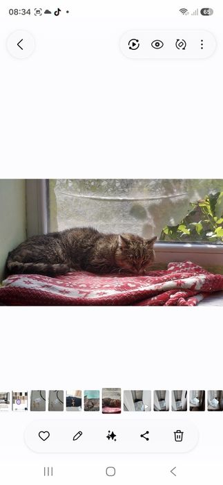 Терміново Котика в родину‼️