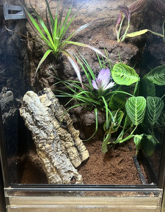 Gekon orzęsiony wraz z docelowym terrarium