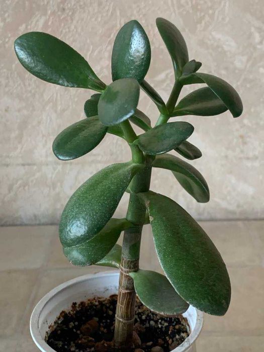 Грошове дерево Красула Товстянка