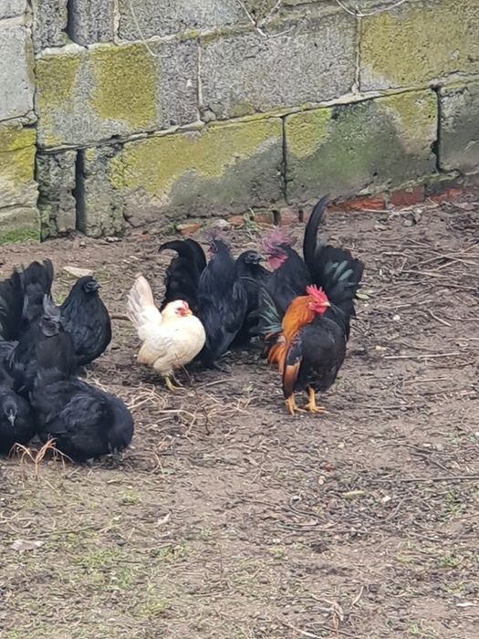 Chabo Czarnolice,kogut i kury