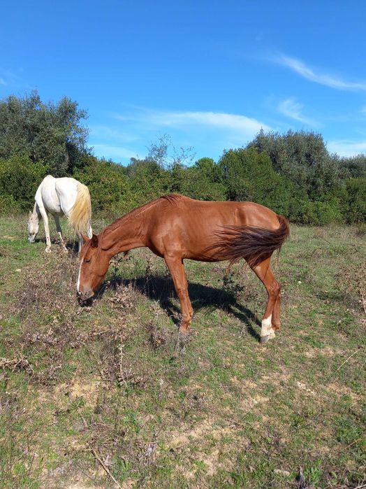 Égua lazã com 9 anos.