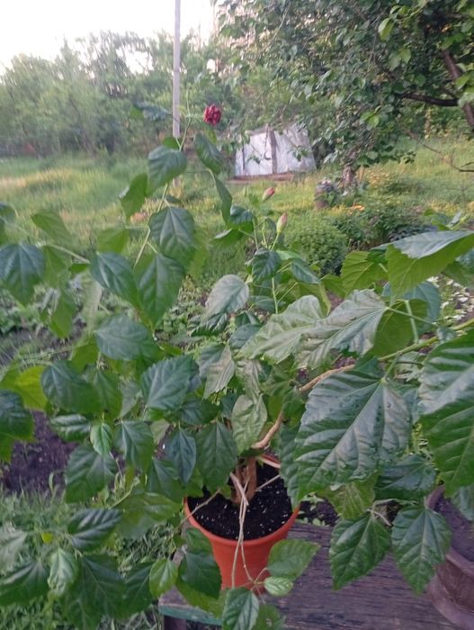 Китайская роза "Гибискус"